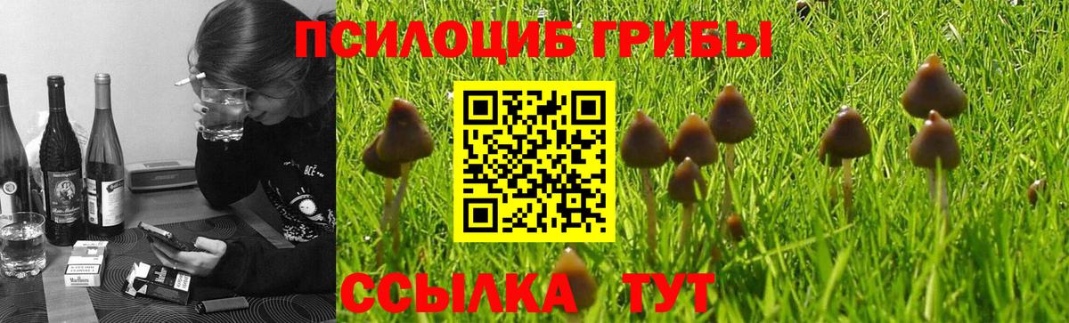 Галлюциногенные грибы Cubensis Михайловка